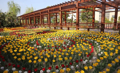 郁金香花園